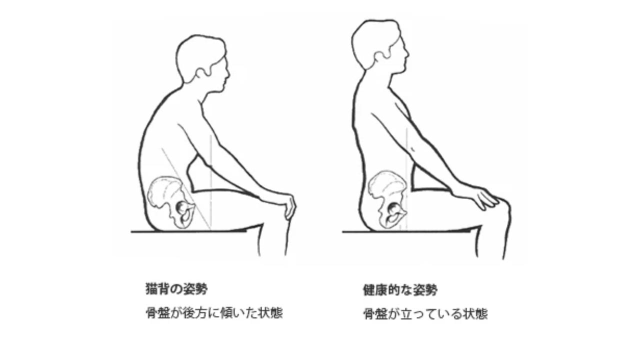 猫背と正しい姿勢の骨盤の向き